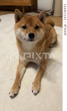 リラックスする柴犬 143136455