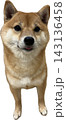 正面を向いた柴犬のイラスト 143136458