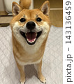 笑顔の柴犬 143136459