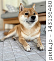 お座りする柴犬 143136460