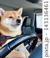 運転している柴犬 143136461