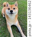 芝生でお座りしている柴犬 143136462