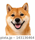 笑顔の芝犬 143136464