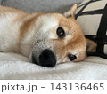 寝起き柴犬 143136465