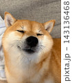 キス顔の柴犬 143136468