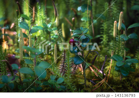 A branch of lingonberry with berries, in the middle of the moss A branch of lingonberry with berries, in the middle of the moss 143136793