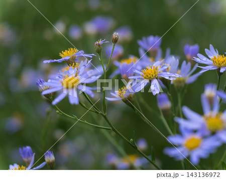 9月に咲いた紫苑（シオン）の花 143136972