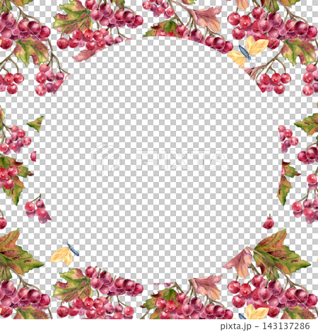 Autumn viburnum berry and leaves border frame a blank white center . Seasonal template for invitations or greeting cards watercolor isolated. Fall bright botanical border red berry hand drawn. Autumn viburnum berry and leaves border frame a blank white center . Seasonal template for invitations or greeting cards watercolor isolated. Fall bright botanical border red berry hand drawn. 143137286