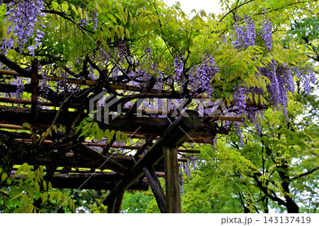 金沢・兼六園 金沢・兼六園 143137419
