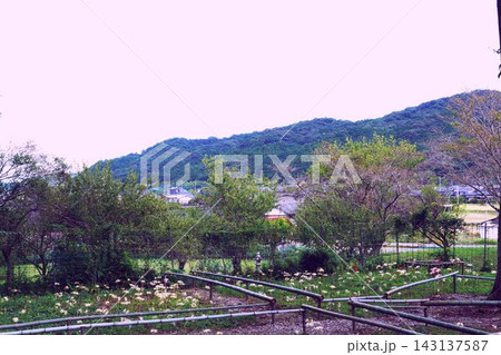 田園風景の中のシロバナヒガンバナ 143137587
