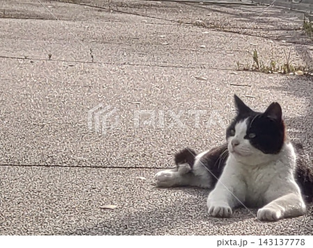 休憩するハチワレ野良猫 143137778