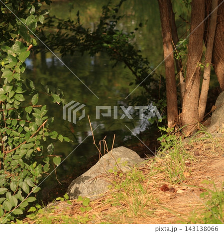 Stream Reflection 143138066