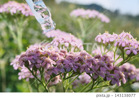 Dropper releasing clear liquid drop onto delicate pink yarrow blossoms in natural setting Dropper releasing clear liquid drop onto delicate pink yarrow blossoms in natural setting 143138077