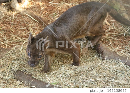 かつて上野動物園で展示されていたマダガスカル固有の絶滅危惧種であるフォッサの歩行風景1 かつて上野動物園で展示されていたマダガスカル固有の絶滅危惧種であるフォッサの歩行風景1 143138655