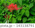 赤い彼岸花 143138791