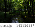 木漏れ日のある森 143139137