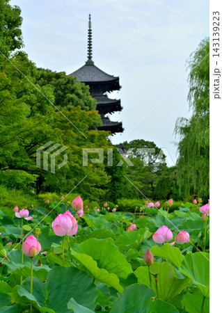 京都・東寺 京都・東寺 143139223