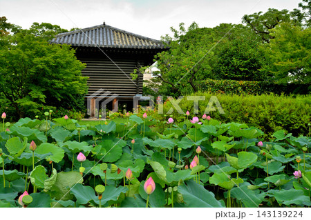 京都・東寺 京都・東寺 143139224