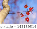 青空に映える鮮やかな紅葉と秋の木肌※作品コメント欄に撮影位置 143139514