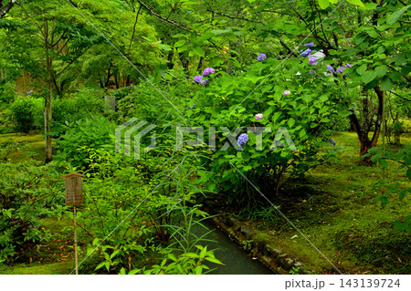 京都・天龍寺 京都・天龍寺 143139724