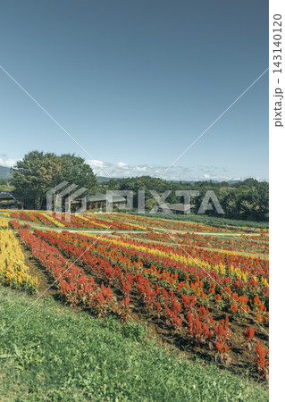 青空の下に広がる色鮮やかなケイトウの花畑 青空の下に広がる色鮮やかなケイトウの花畑 143140120