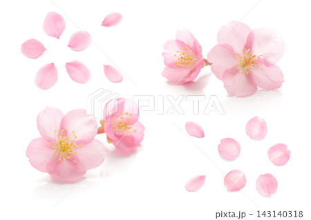 桜 花びら ピンク 春 白 背景 セット 143140318