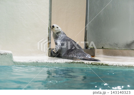 鳥羽水族館 水族館 ラッコ 鳥羽水族館 水族館 ラッコ 143140323