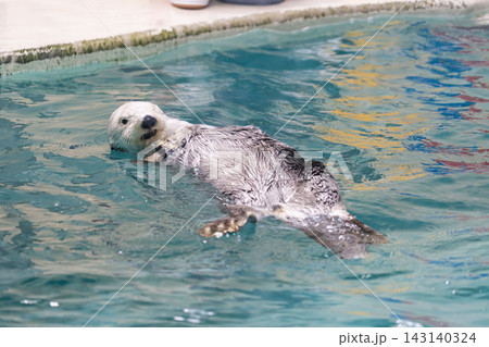 鳥羽水族館　水族館　ラッコ 143140324