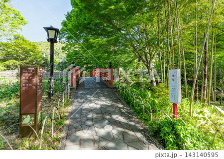 静岡県伊豆市修善寺　新緑の木々と楓橋（寄り添い橋） 143140595
