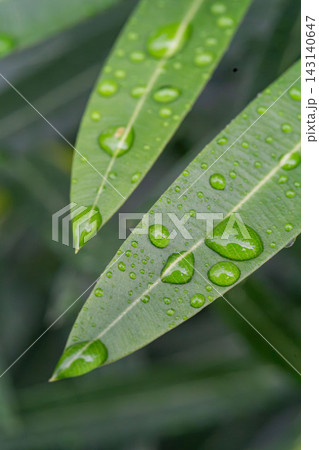 雨水に濡れる葉 雨水に濡れる葉 143140647