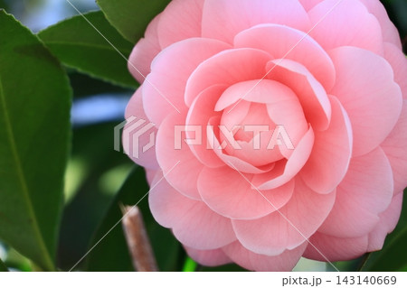八重咲の椿 椿の花 八重咲の椿 椿の花 143140669