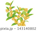 キンモクセイ 143140802