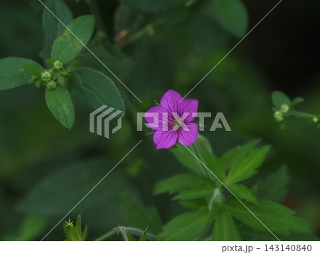 薬草 ゲンノショウコの赤い花 薬草 ゲンノショウコの赤い花 143140840