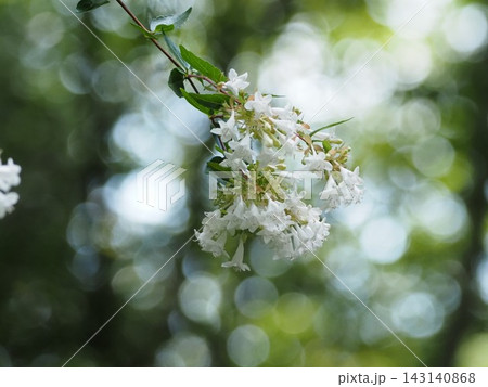 白いアベリアの花 白いアベリアの花 143140868
