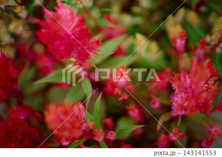 小さなケイトウの花 143141553