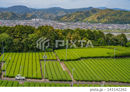 島田市の茶畑の風景(静岡県) 143142262