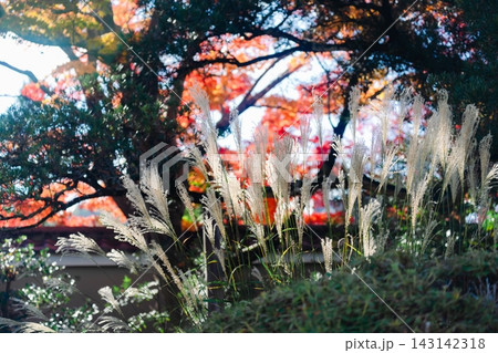 京都のお寺での紅葉の写真 京都のお寺での紅葉の写真 143142318