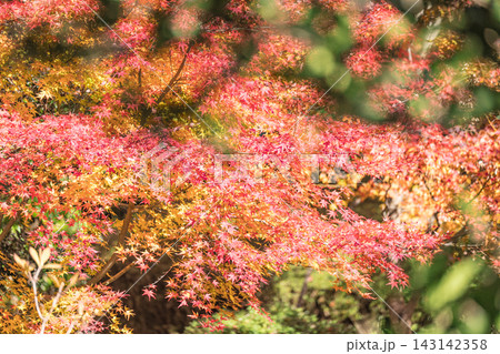 京都のお寺での紅葉の写真 京都のお寺での紅葉の写真 143142358