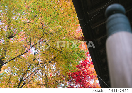 京都のお寺での紅葉の写真 京都のお寺での紅葉の写真 143142430