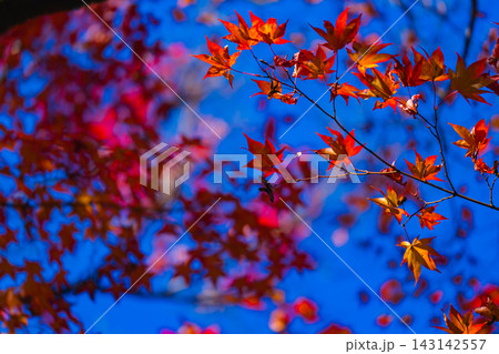 京都のお寺での紅葉の写真 京都のお寺での紅葉の写真 143142557