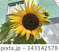 Sunflower Bloom with Green Leaves Against Green Building 143142578