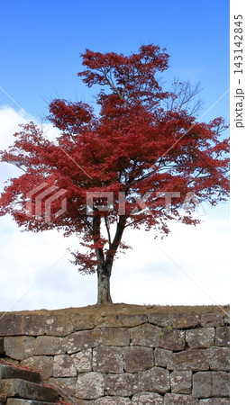 石垣と紅葉 143142845