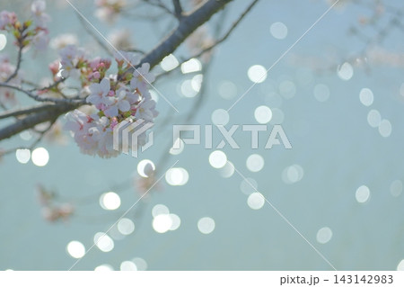 春の光を浴びて桜を包むキラキラの温もり 春の光を浴びて桜を包むキラキラの温もり 143142983
