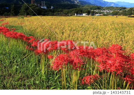 満開の彼岸花と稲穂 棚田の風景 満開の彼岸花と稲穂 棚田の風景 143143731