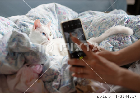 ベッドでくつろぐ白猫をスマートフォンで撮影する飼い主の日常 143144317