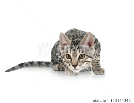 bengal in studio bengal in studio 143144346