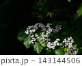 初夏に咲くガマズミの白い花と緑の葉 143144506