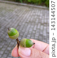 落ちていた緑色の2つの可愛いドングリ 143144507