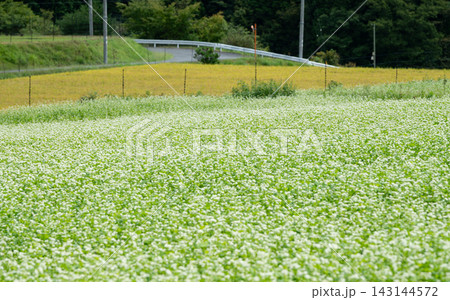 一面に広がる白いソバの花畑と秋の農村風景 一面に広がる白いソバの花畑と秋の農村風景 143144572