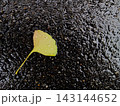 雨粒がのったイチョウの落ち葉 143144652